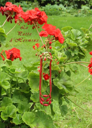 Géranium